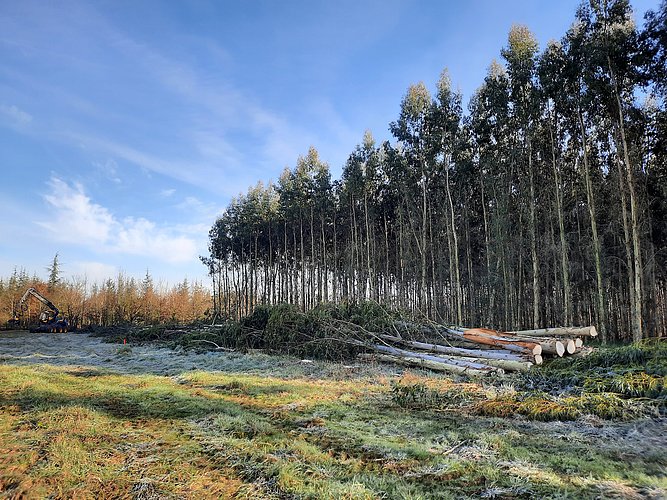 chantier broyage de bois 